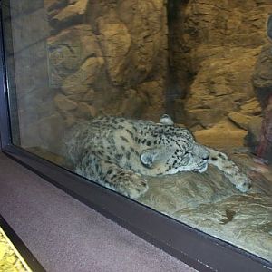 Snow Leopard