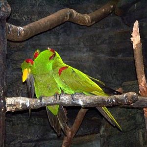 Thick-billed Parrots
