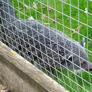 Young Binturong at Hamerton 05/04/10