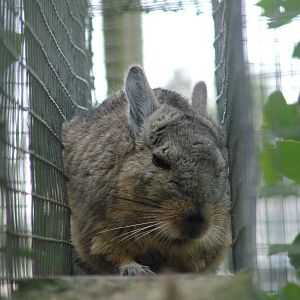 Northern Mountain Viscacha at Hamerton 05/04/10