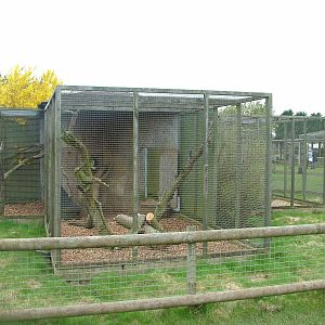 Siberian Weasel exhibit at Hamerton 05/04/10