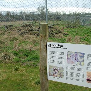 Corsac Fox exhibit and sign at Hamerton 05/04/10