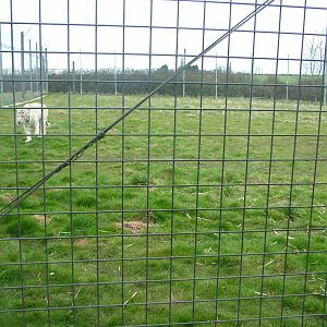 Tiger paddock at Hamerton 05/04/10