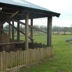 Serval exhibit at Hamerton 05/04/10