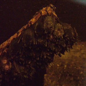 Seba's Short-tailed Bats at Hamerton 05/04/10