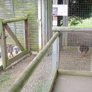 Aardwolf and Chilean Pudu at Hamerton 05/04/10