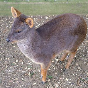 Chilean Pudu at Hamerton 05/04/10