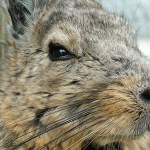 Southern Mountain Viscacha at Hamerton 05/04/10