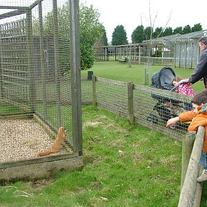 Meeting a Siberian Weasel at Hamerton 05/04/10