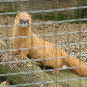 Siberian Weasel at Hamerton 05/04/10