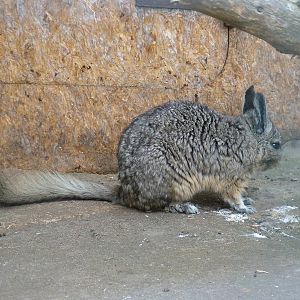 Southern Mountain Viscacha at Hamerton 05/04/10