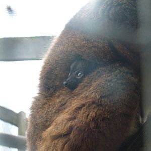 Baby Collared Lemur at Hamerton 05/04/10