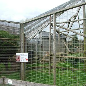 Jaguarundi exhibits at Hamerton 05/04/10