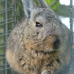 Southern Mountain Viscacha at Hamerton 05/04/10