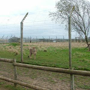 Cheetah exhibit at Hamerton 05/04/10