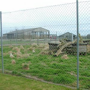 Corsac Fox exhibit at Hamerton 05/04/10
