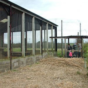 Tiger viewing at Hamerton 05/04/10