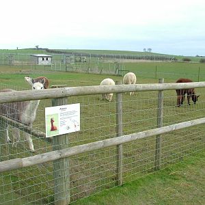 Alpaca paddock at Hamerton 05/04/10