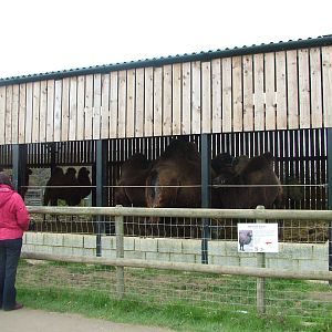 Bactrian Camel barn at Hamerton 05/04/10