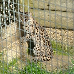 Oncilla at Hamerton 05/04/10