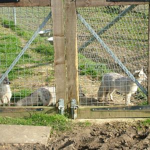 Corsac Foxes at Hamerton 05/04/10