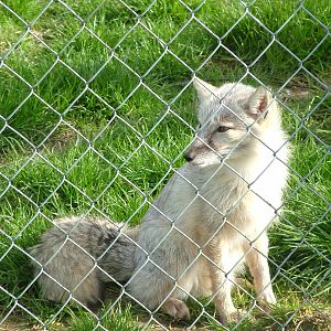 Corsac Fox at Hamerton 05/04/10