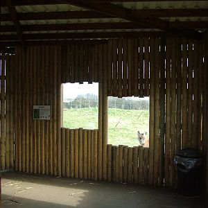 Maned Wolf viewing at Hamerton 05/04/10