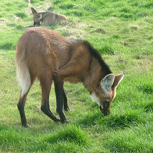 Maned Wolf at Hamerton 05/04/10