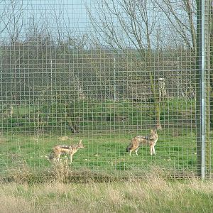 Black-backed Jackals at Hamerton 05/04/10