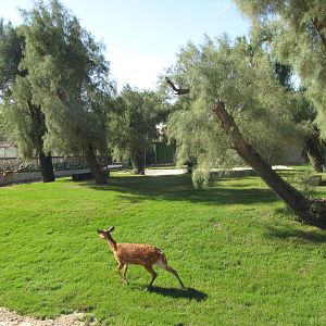 Sitatunga new exhibit