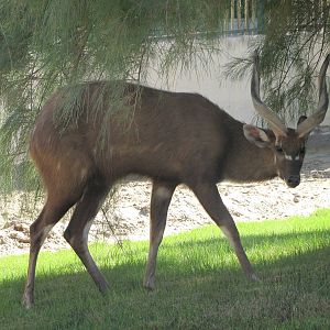 Sitatunga new exhibit