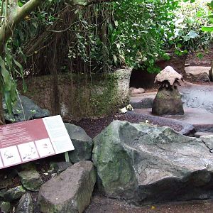 Aardvark exhibit, Burgers Bush