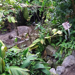 Tortoise exhibit, Burgers Bush