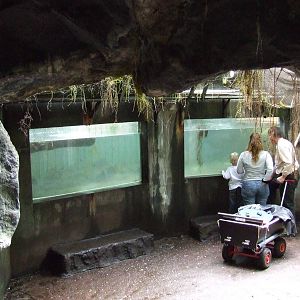 Caiman exhibit, Burgers Bush