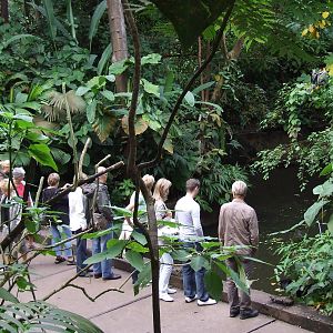 Manatee pool, Burgers Bush