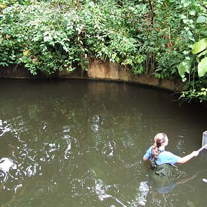 Manatee pool, Burgers Bush