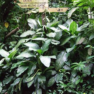 Directions, Burgers Bush