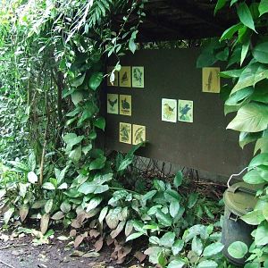 Information about free-ranging species, Burgers Bush