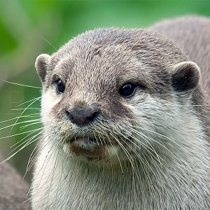 Asian Short Claw Otter