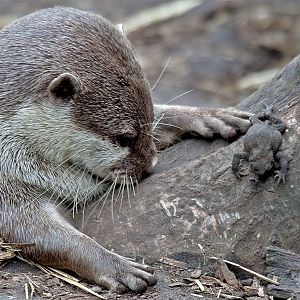 Asian Short Claw Otter