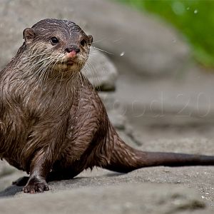 Asian small clawed otter