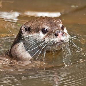 Asian small clawed otter