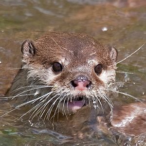 Asian small clawed otter