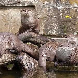 Asian small clawed otter