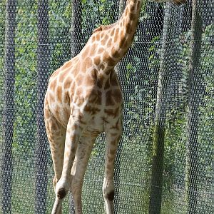 Rothschild Giraffe