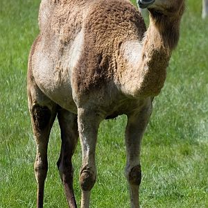 Dromedary Camel