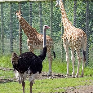 Ostrich and Rothschild Giraffe