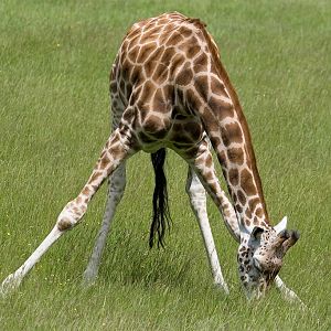 Rothschild Giraffe