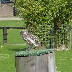 burrowing owl