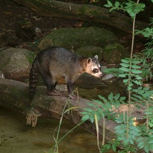 Crab-Eating Raccoon